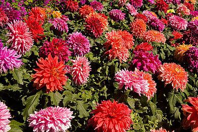 育碧《不羁联盟》公测启动 服务器遭遇稳定性问题